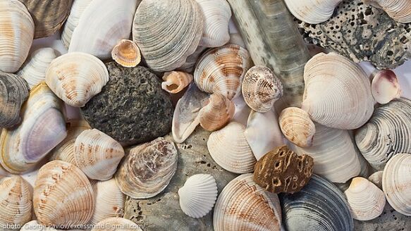 seashells as a lucky amulet