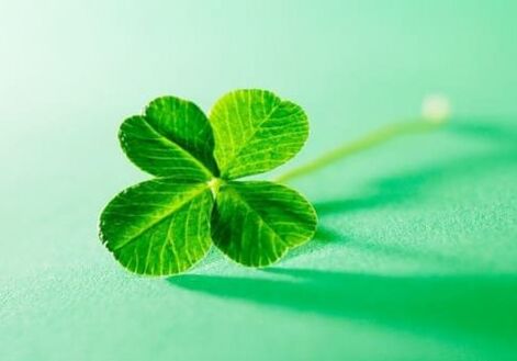 Among plants there are amulets that can protect against negativity, one of them is clover