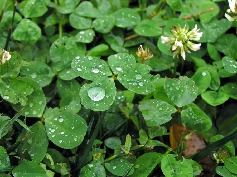 good luck - four leaf clover